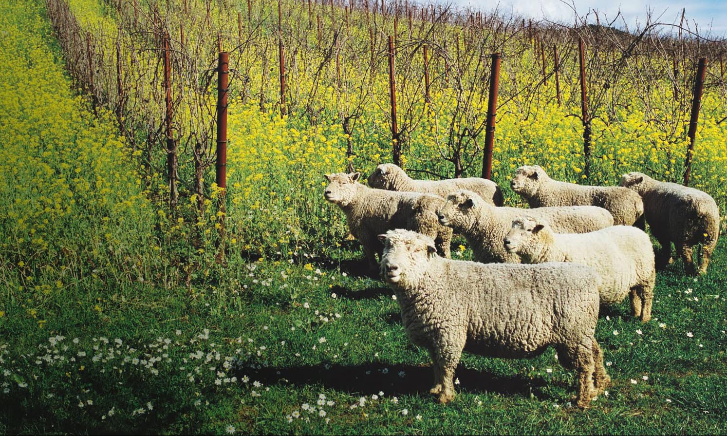 Sheep by a vineyard