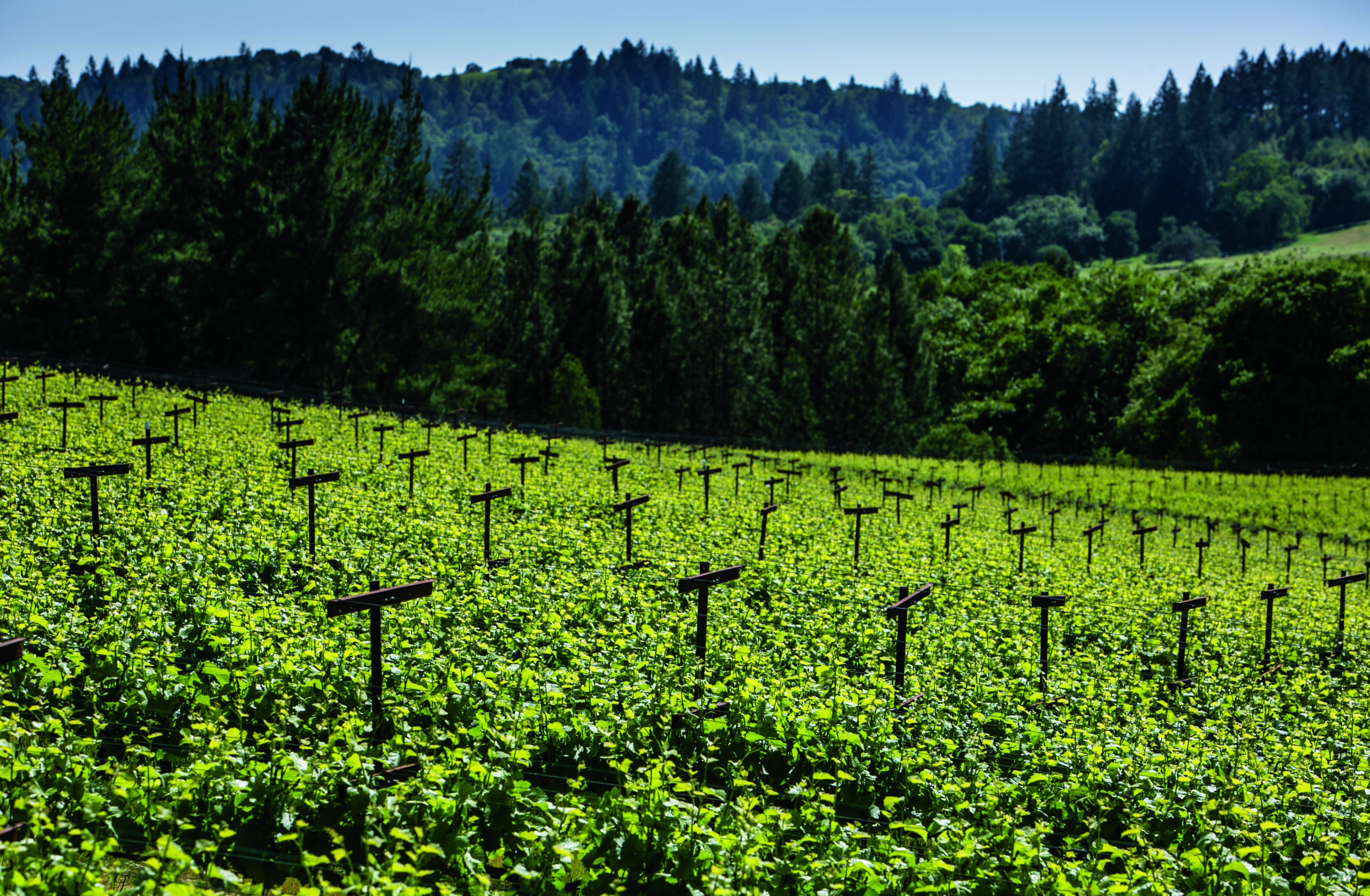 green programs vineyard